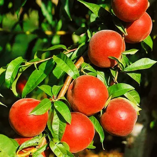 Flavorich Peach