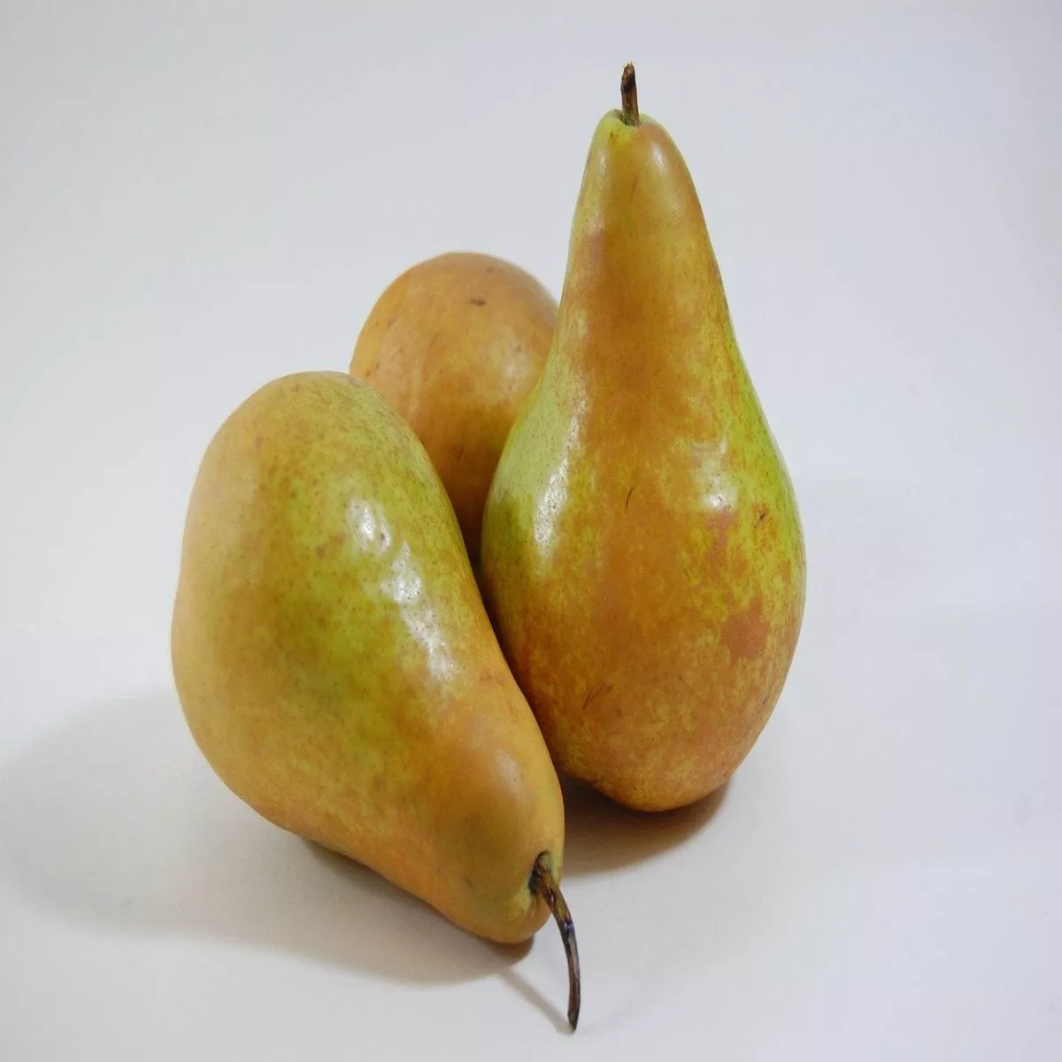 Flemish Beauty Pear Semi-Dwarf Tree