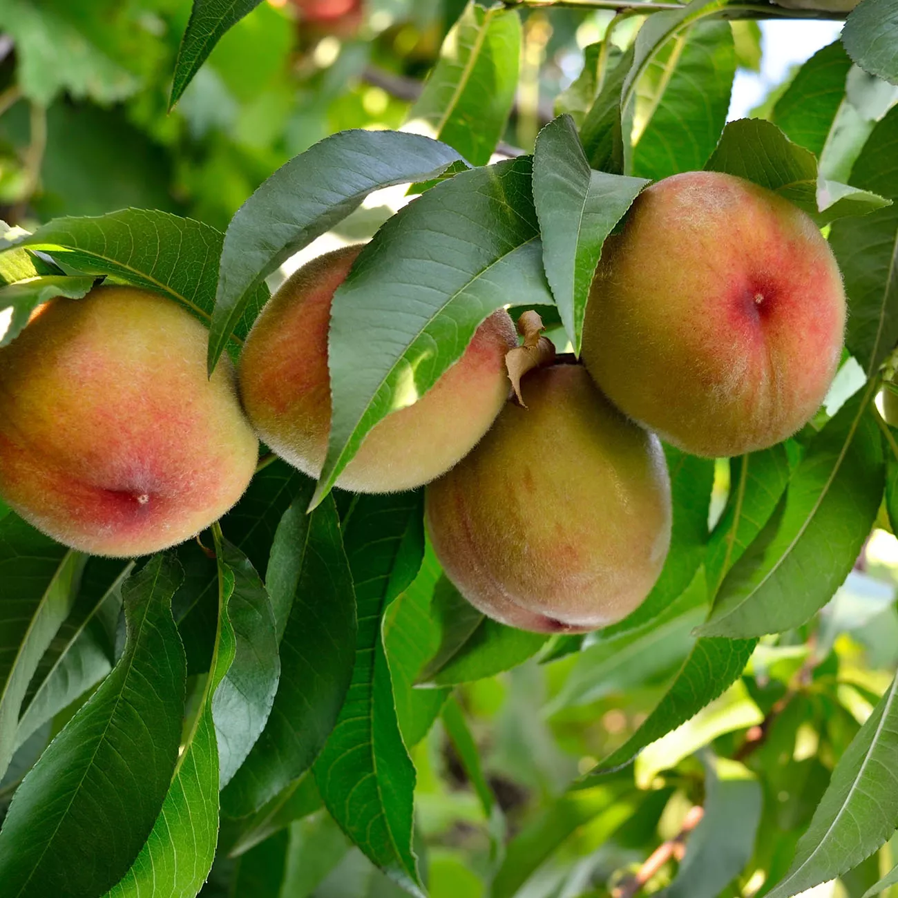Flordacrest Peach Tree – 4-5 ft