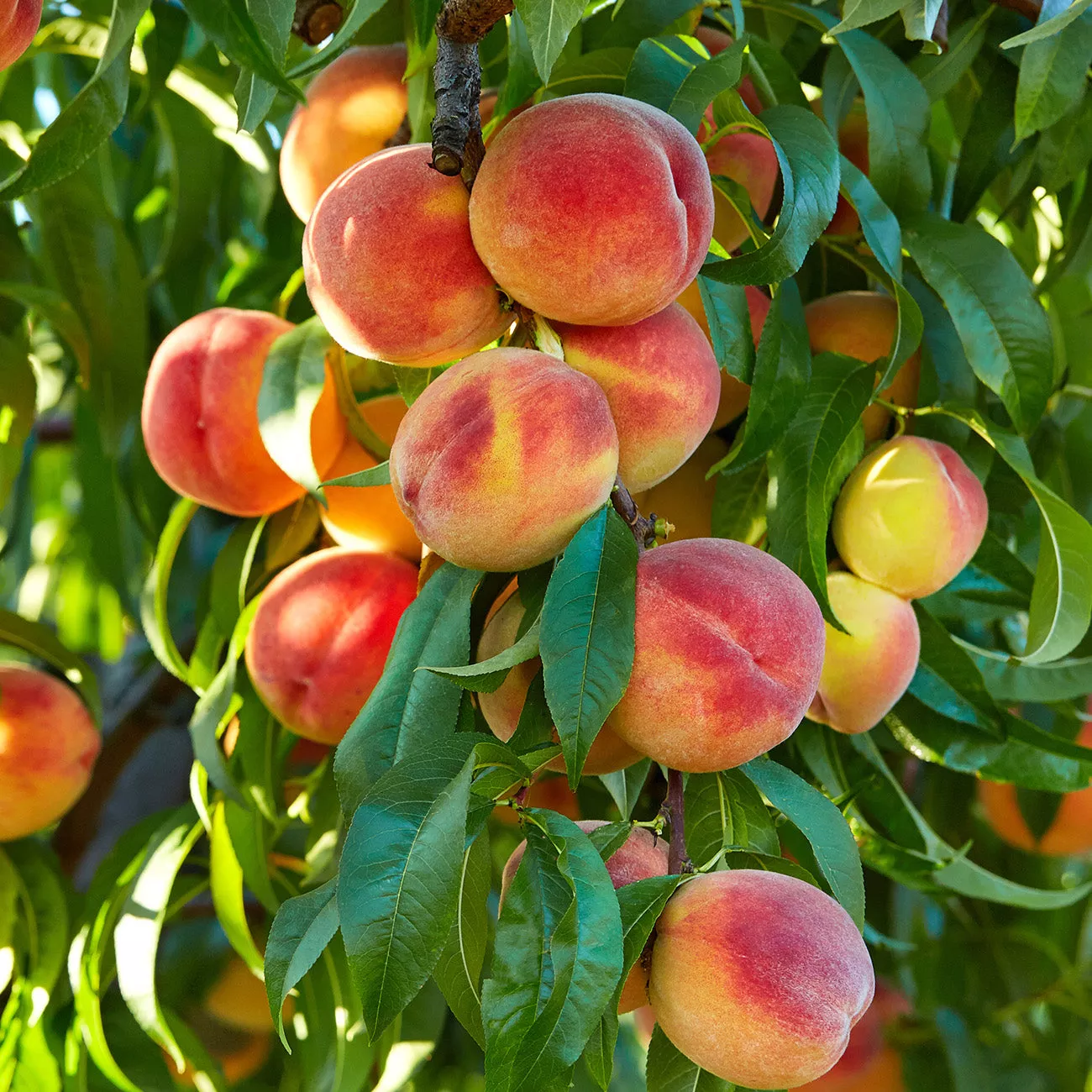 Flordaking Peach Tree – 4-5 ft
