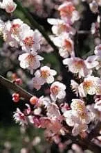 Flowering Apricot Tree (Bongo)