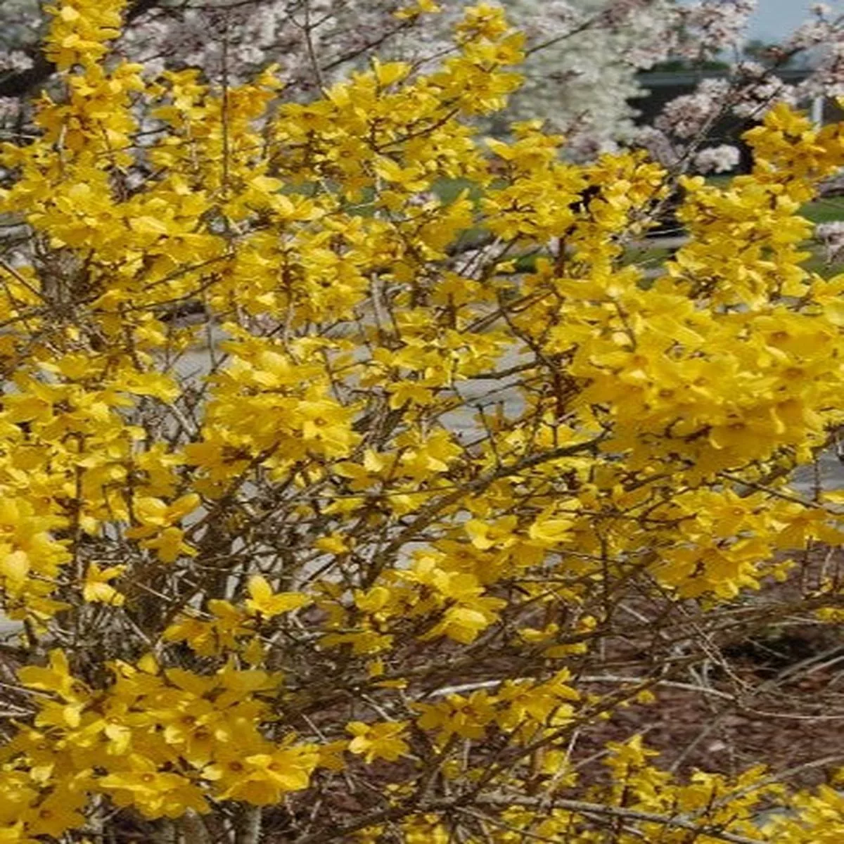 Forsythia"Lynwood Gold"