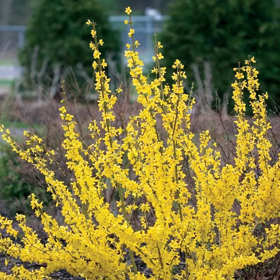 Forsythia"Show Off"