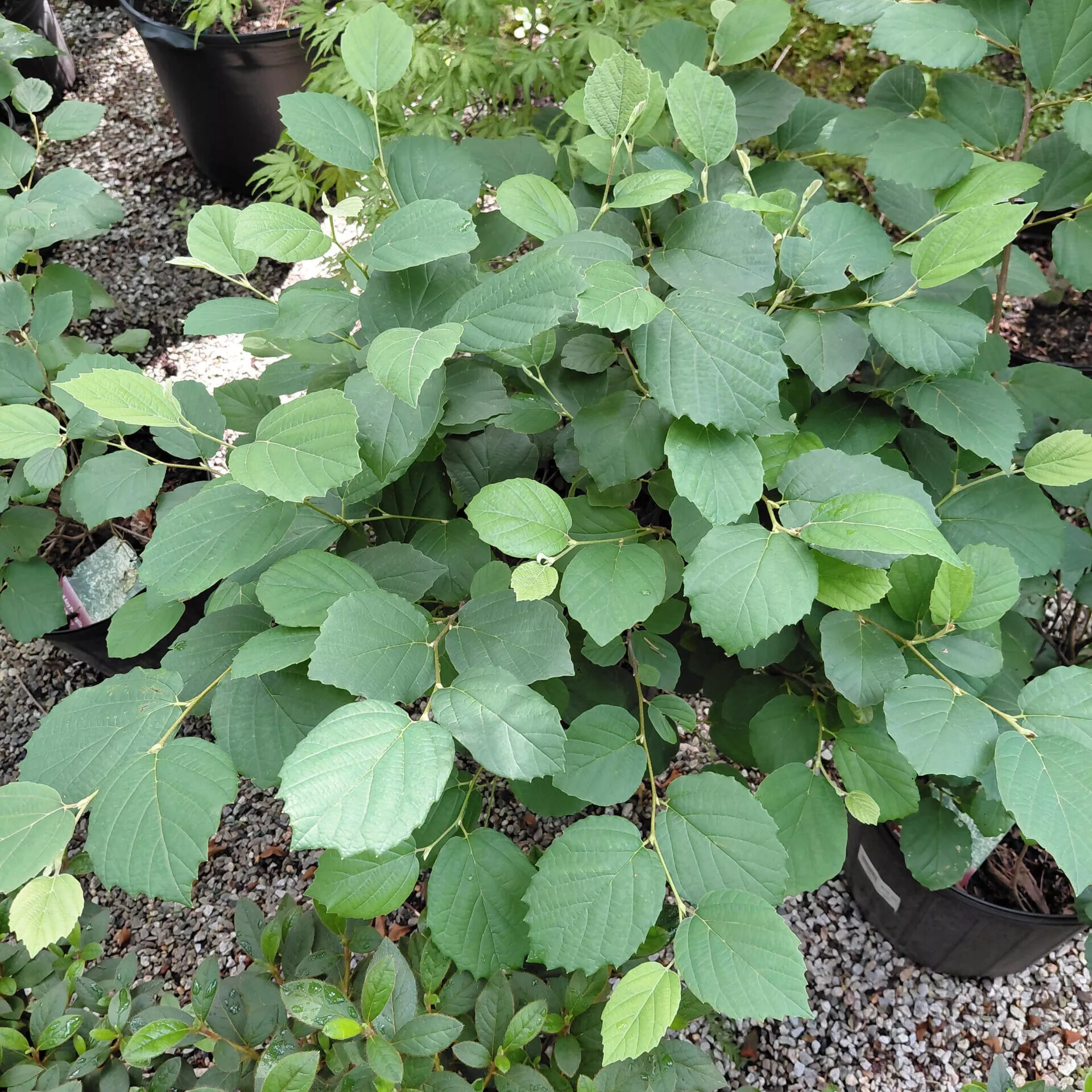 Fothergilla ‘Mt. Airy’