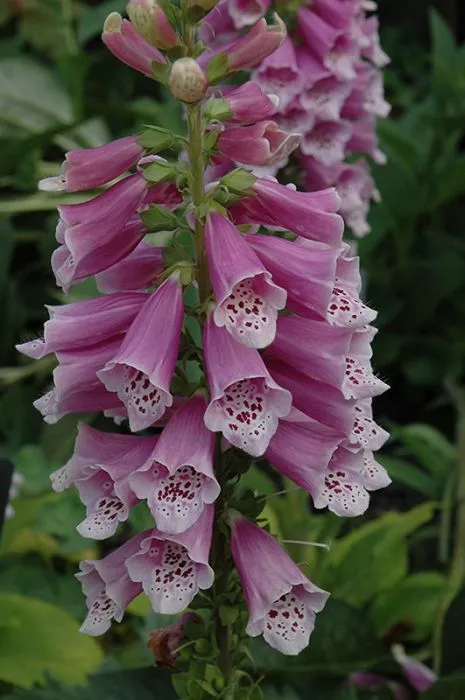 Foxglove - Dalmatian Rose