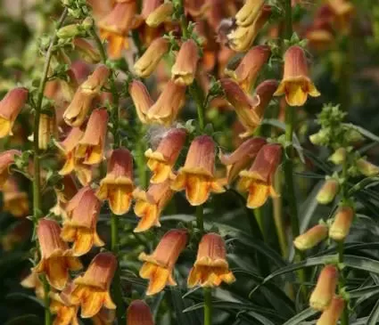 Foxglove, Sunset