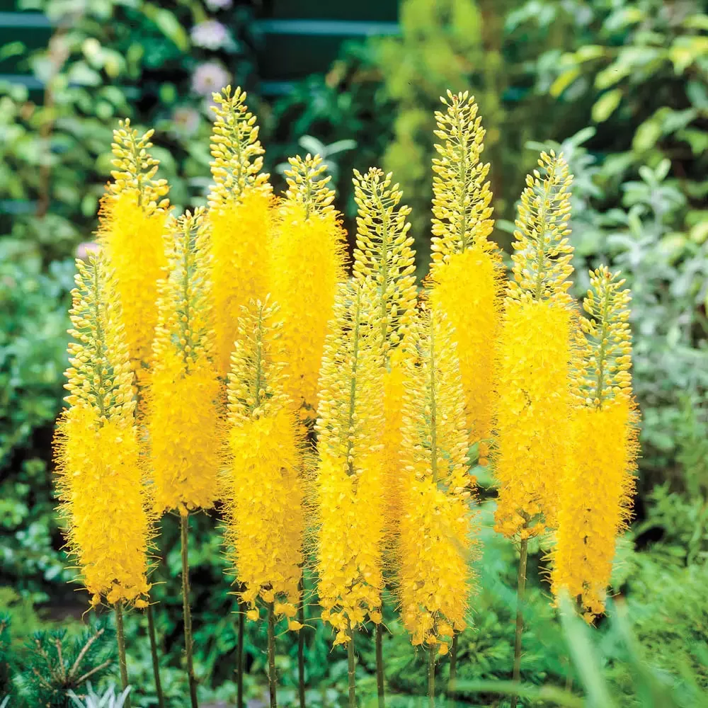 Foxtail Lily