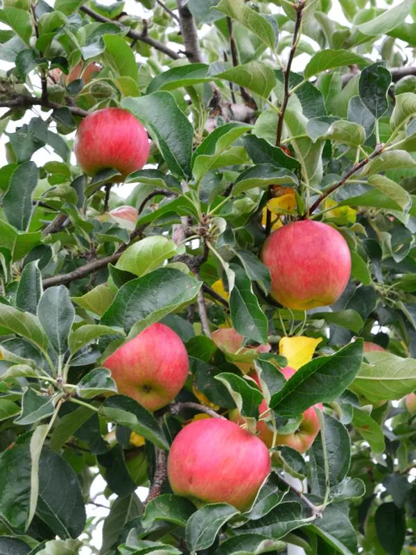 Foxwhelp Cider Apple – Semi-Dwarf (4′-5′)