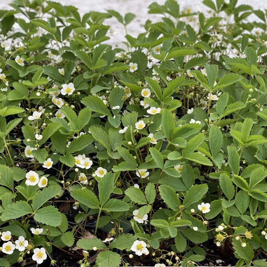 Fragaria virginiana