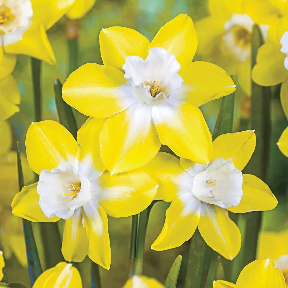 Fragrant Jonquil Daffodil Pipit