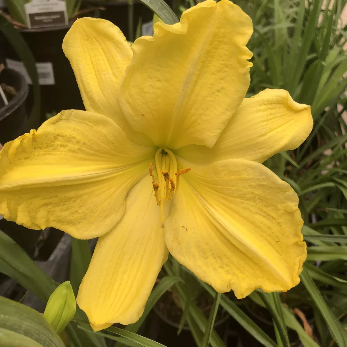 Fragrant Light Hemerocallis (Daylily)