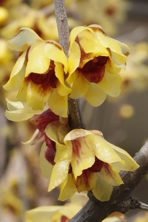 Fragrant Wintersweet (Chimonanthus) - 2 Gallon Pot