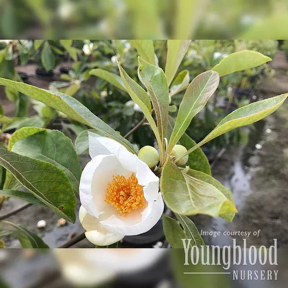 Franklinia alatamaha 10gal.