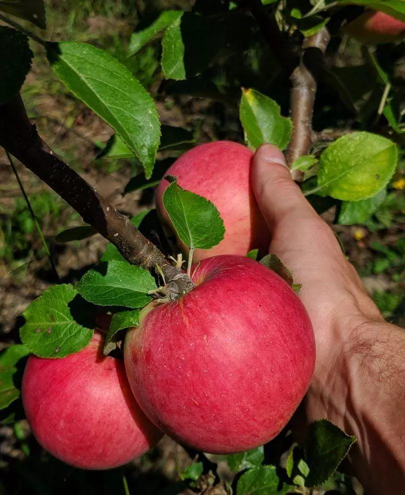 Fred Gravenstein Apple – Dwarf (4′-5′)