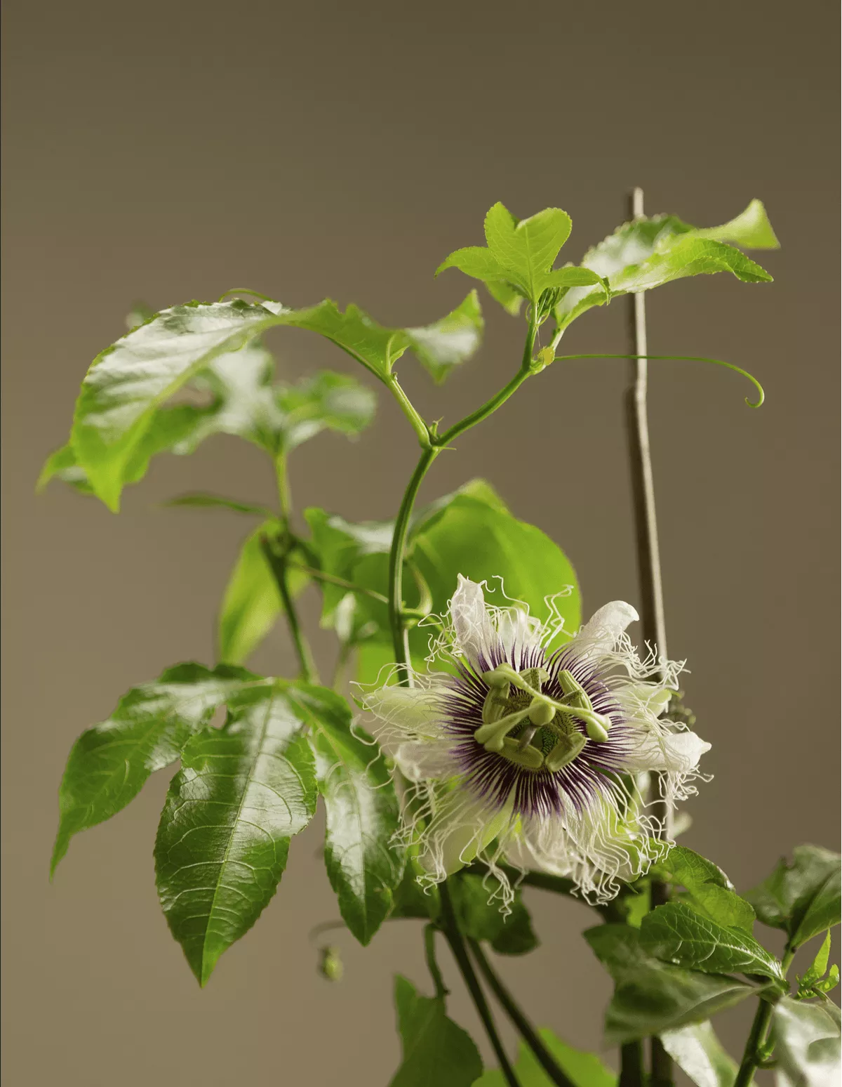 Frederick Passiflora – 1 Gallon Pot