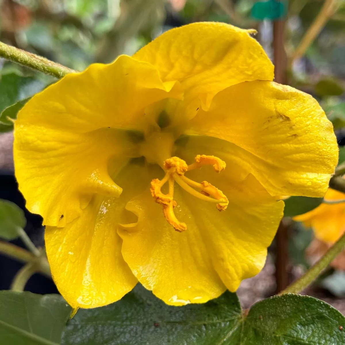 Fremontodendron’California Glory ’