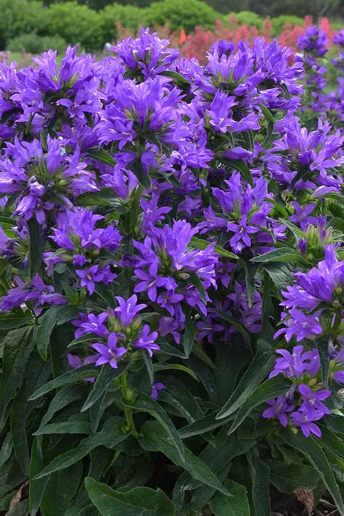 Freya Clustered Bellflower (Campanula) - 1 Gallon Pot