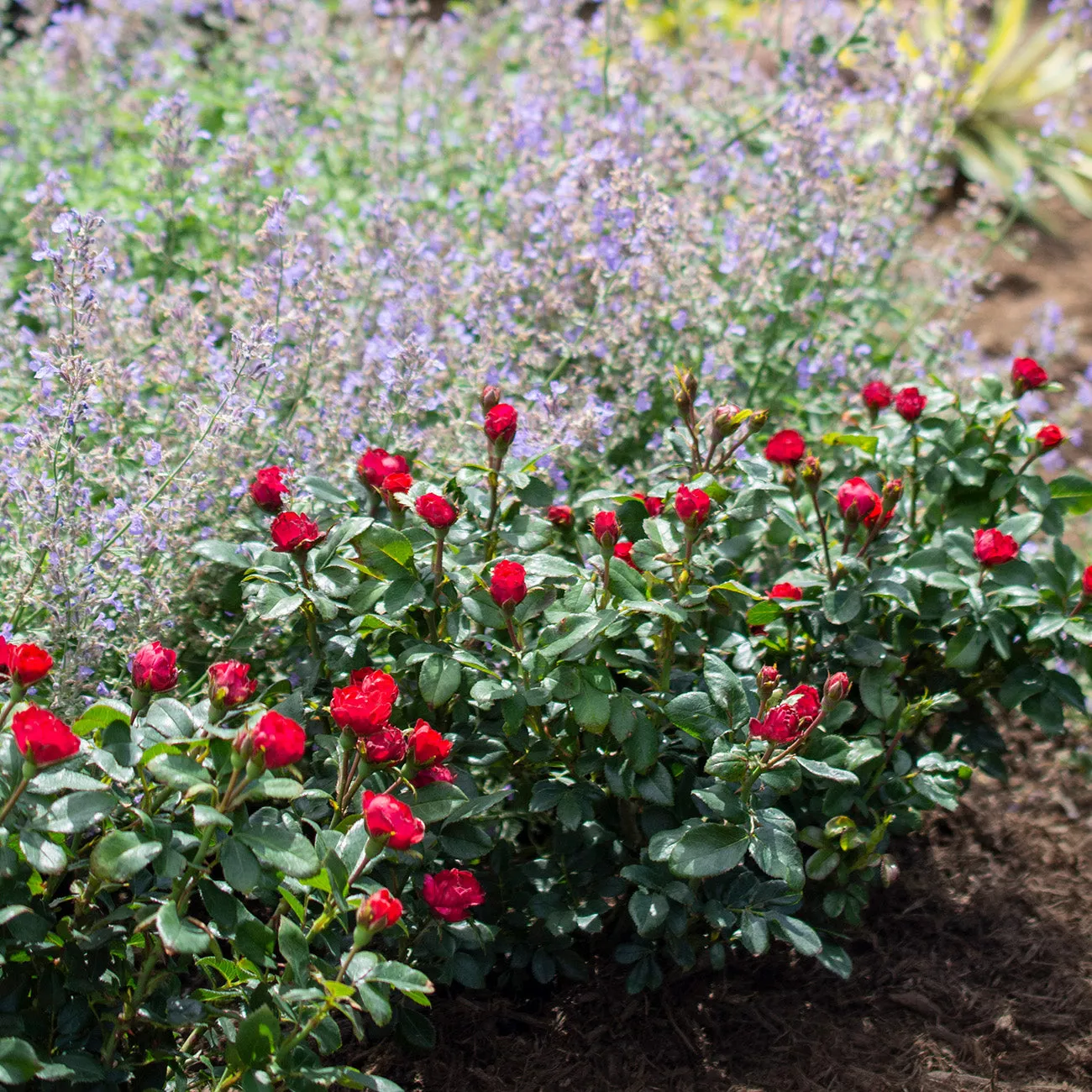 Friendly Red Rose – 1 Gallon / Single