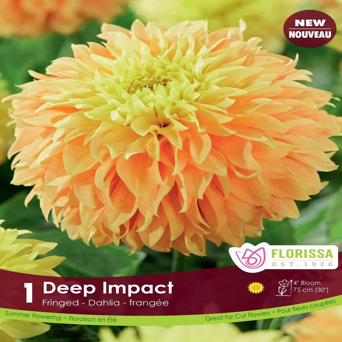 Fringed Deep Impact 1/PK