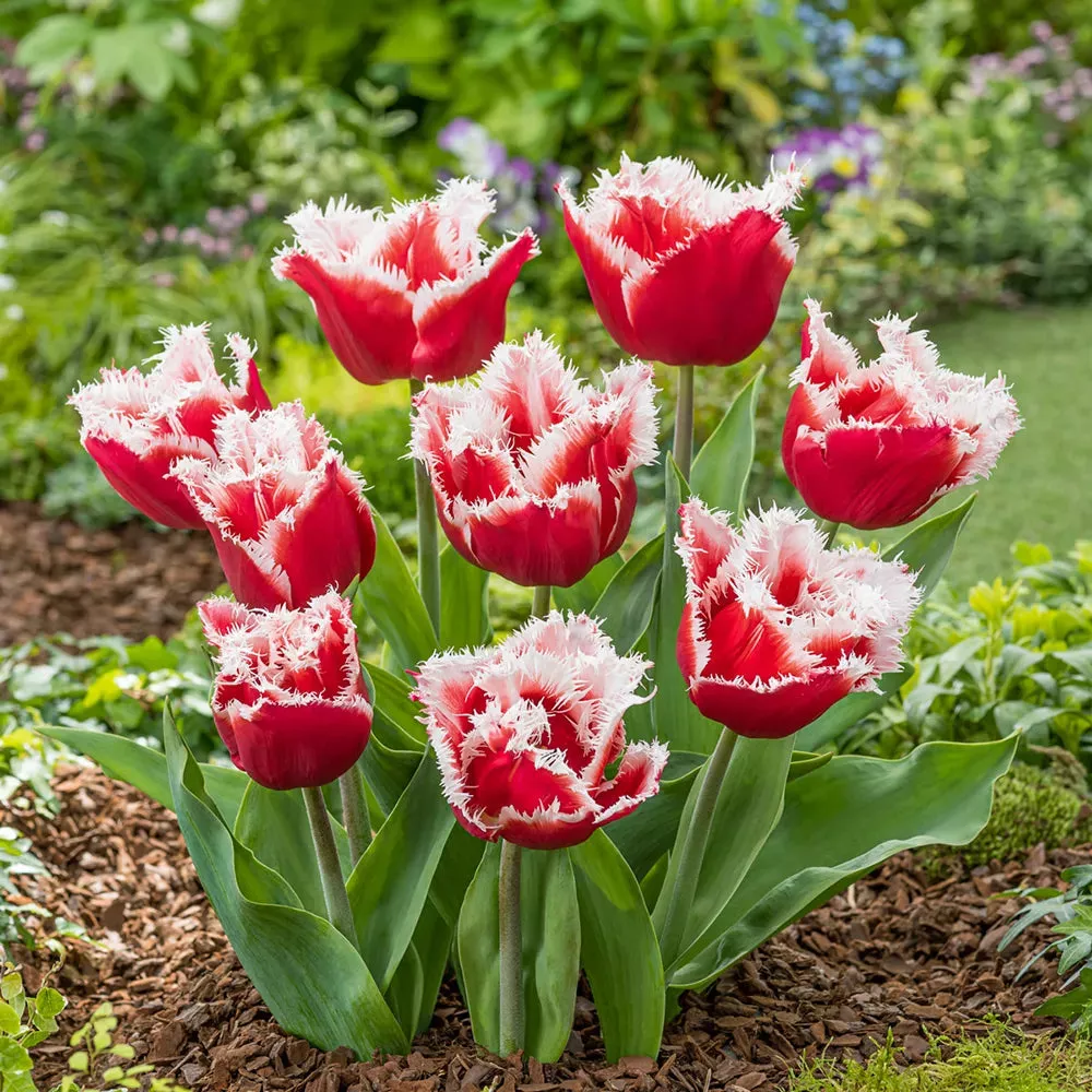 Fringed Tulip New Santa