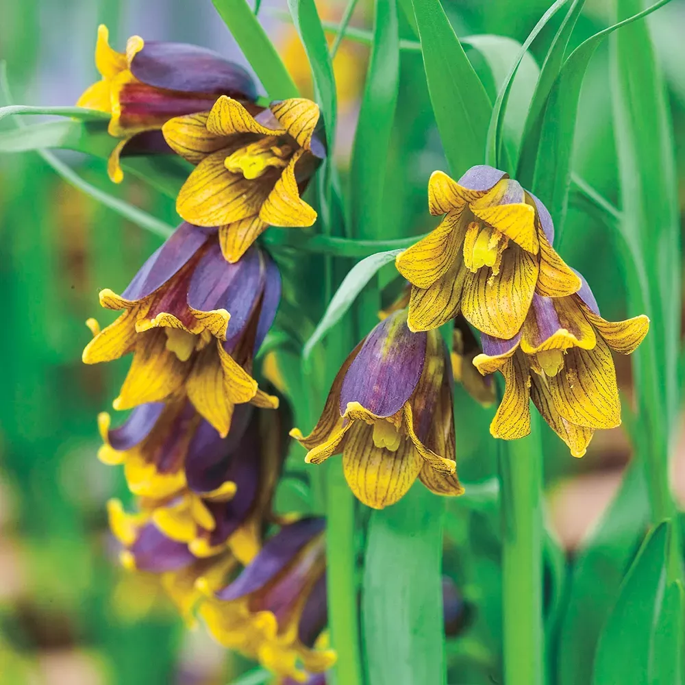 Fritillaria uva-vulpis