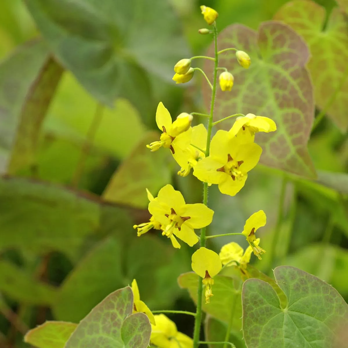 Frohnleiten Barrenwort