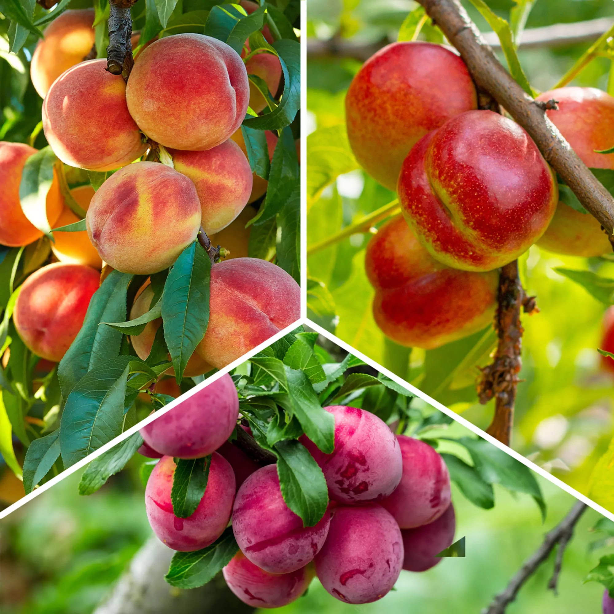 Fruit Cocktail Tree – Peach-Plum 4-5 ft