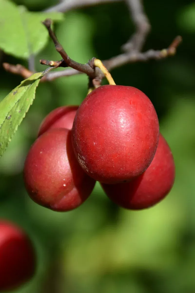 Fruit, Plum Toka