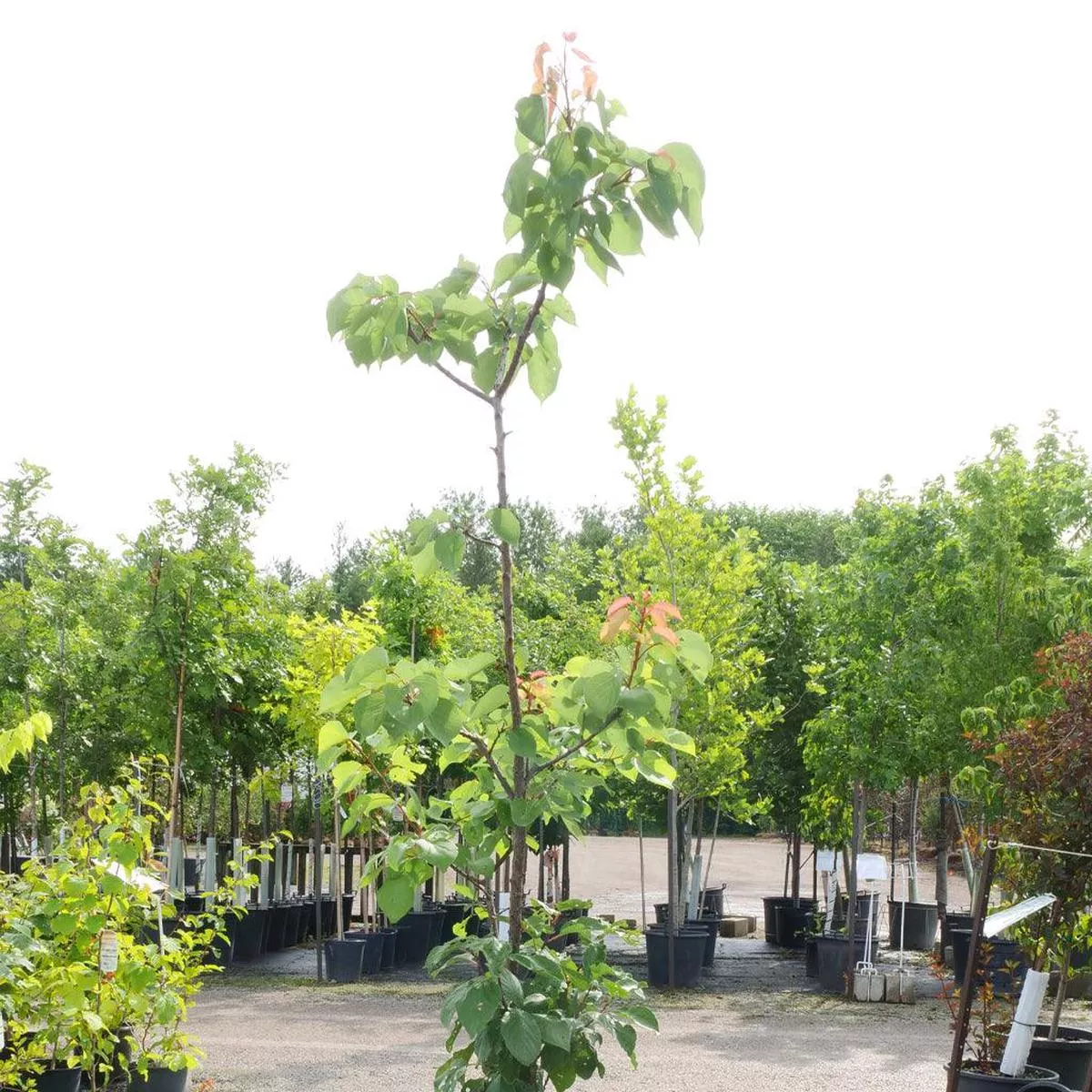 Fruit Salad Tree 4 Way