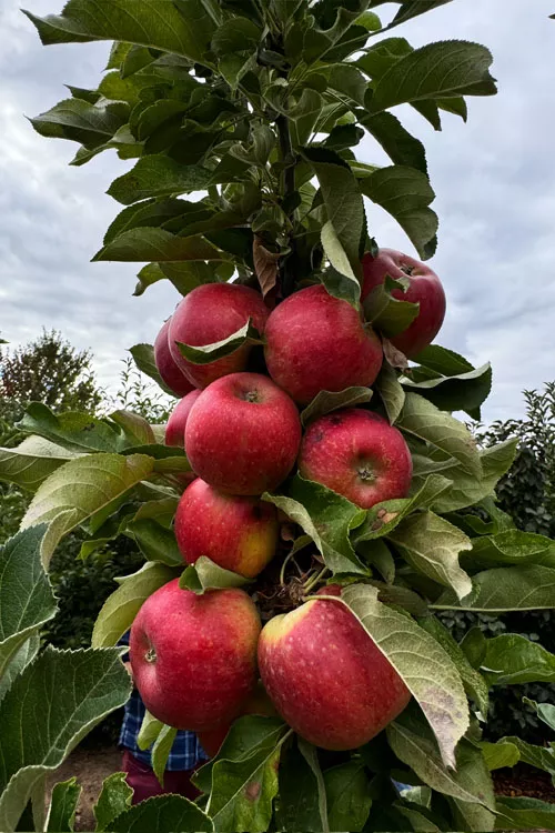 Fruit Snacks Sweet Treat Columnar Apple (Malus) - 5 Gallon Pot