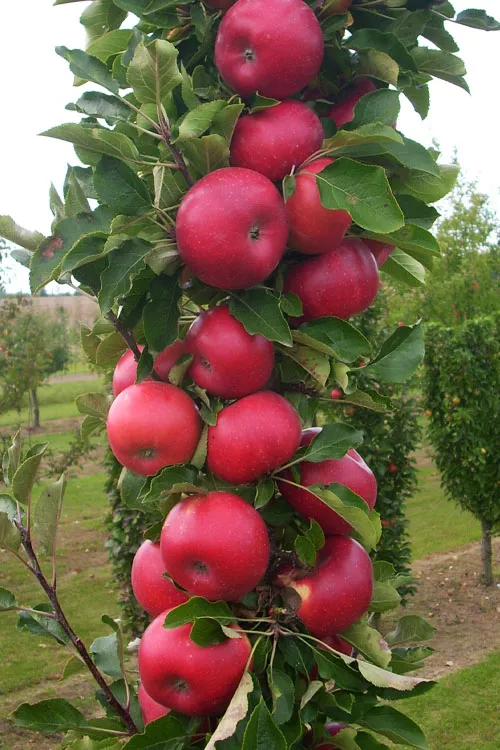 Fruit Snacks Tasty Red Columnar Apple (Malus) - 5 Gallon Pot