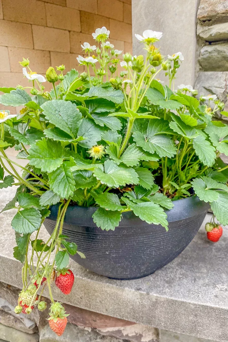 Fruit, Strawberry Bowl