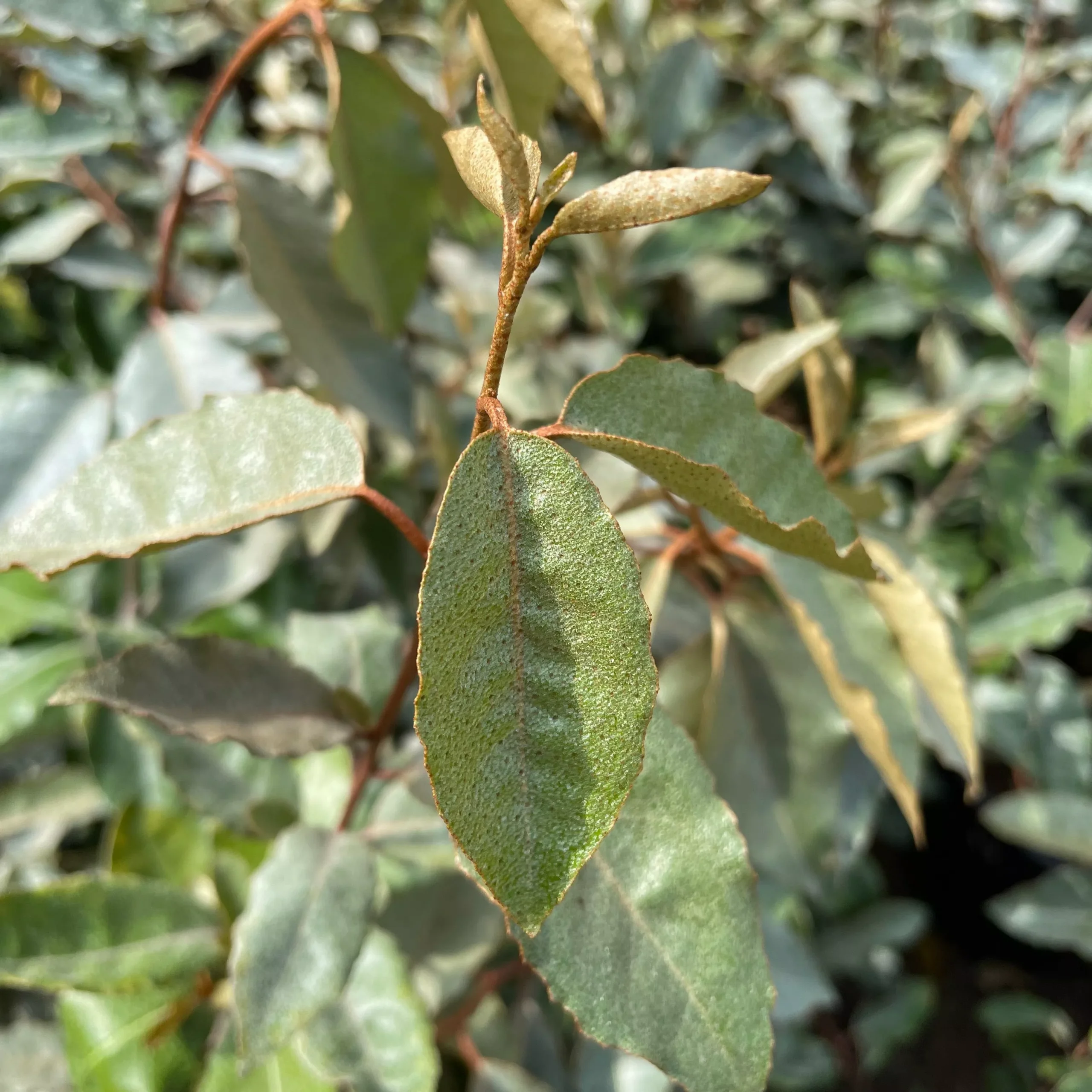 Fruitland Silverberry – 5 Gallon