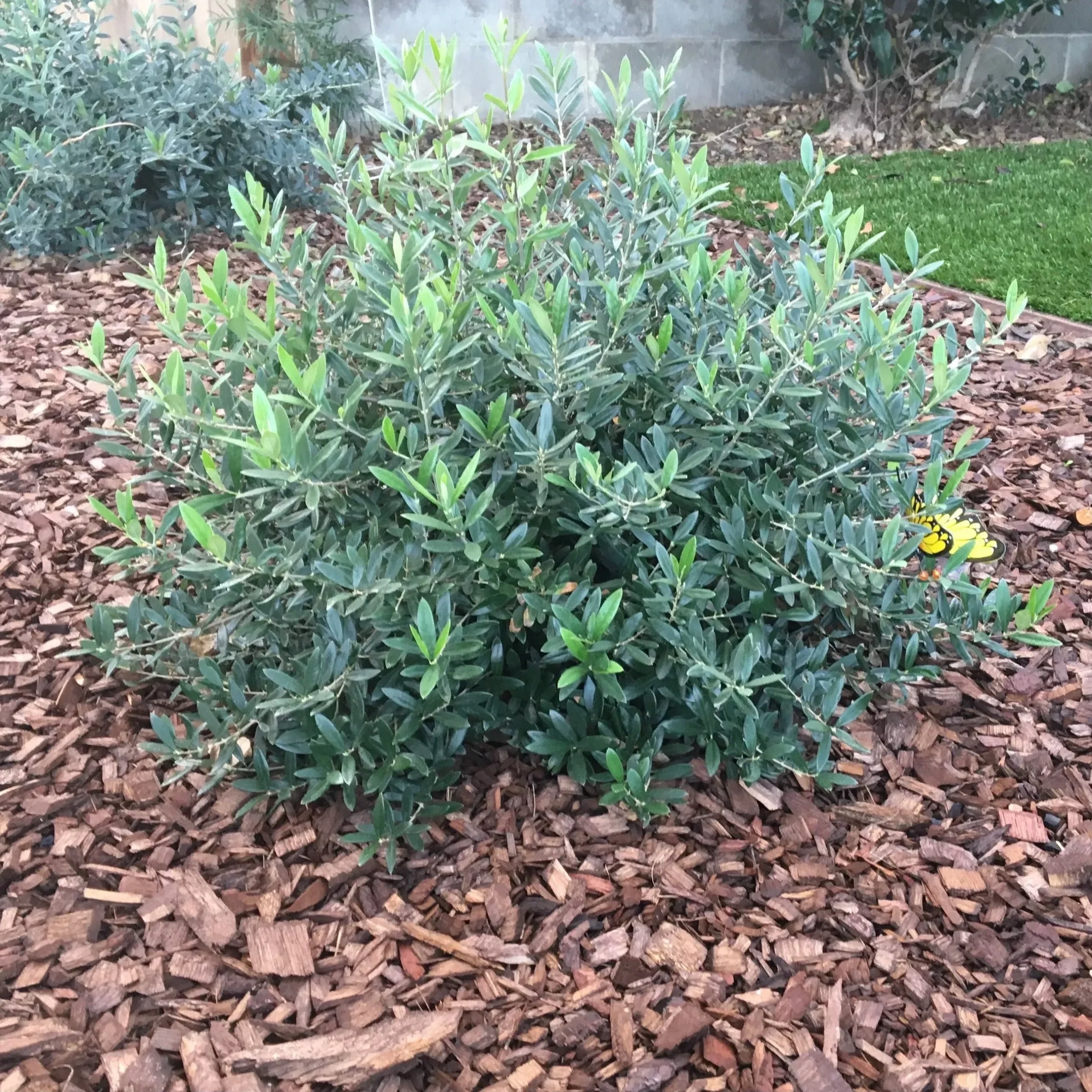 Fruitless Dwarf Olive – 5 Gallon