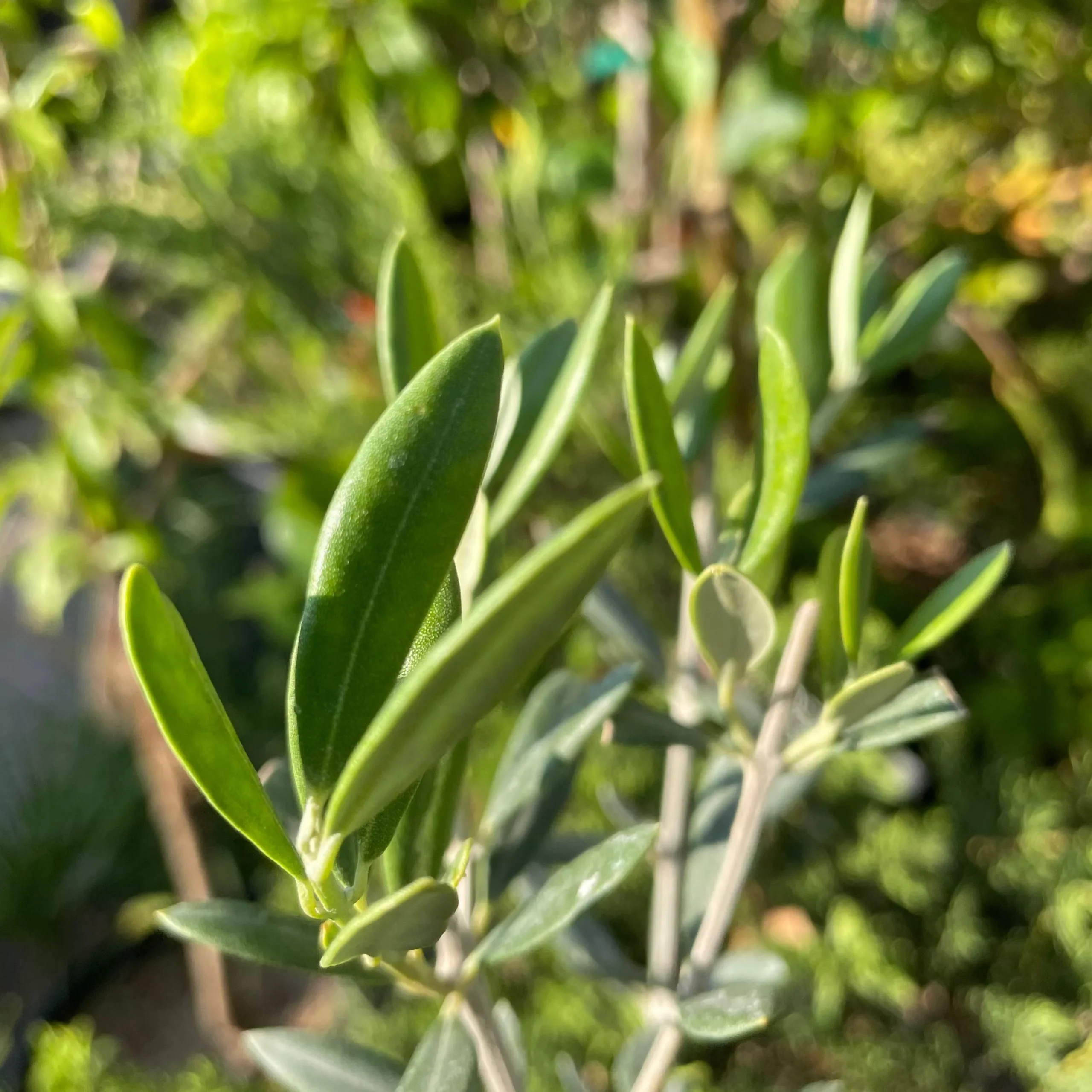Fruitless Olive Tree Multi – 5 Gallon