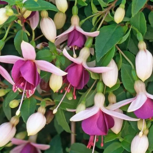 Fuchsia 'La Campanella' - 4.5" Pot