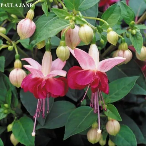Fuchsia 'Paula Jane' - 4.5" Pot
