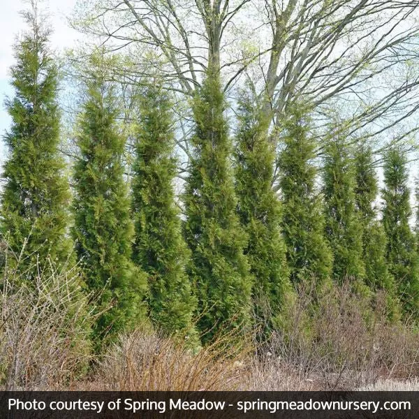 Full Speed A Hedge American Pillar Arborvitae