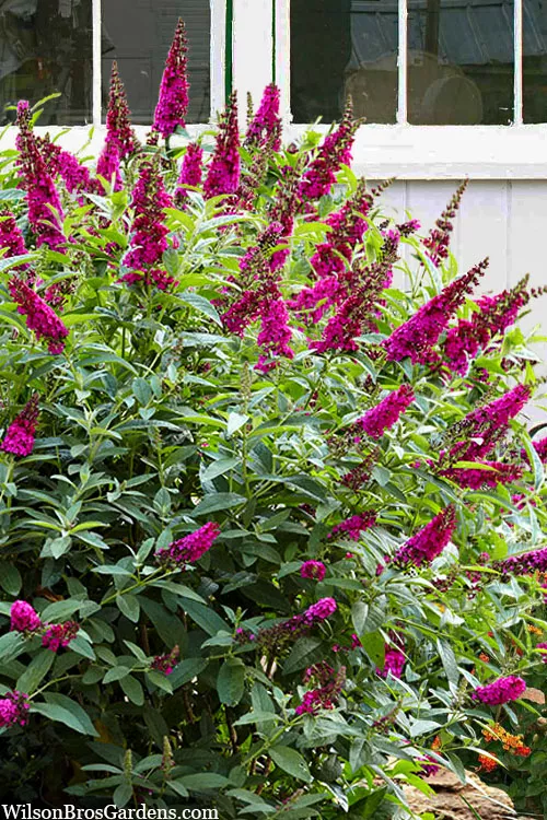 Funky Fuchsia Butterfly Bush (Buddleia) - 3 Gallon Pot