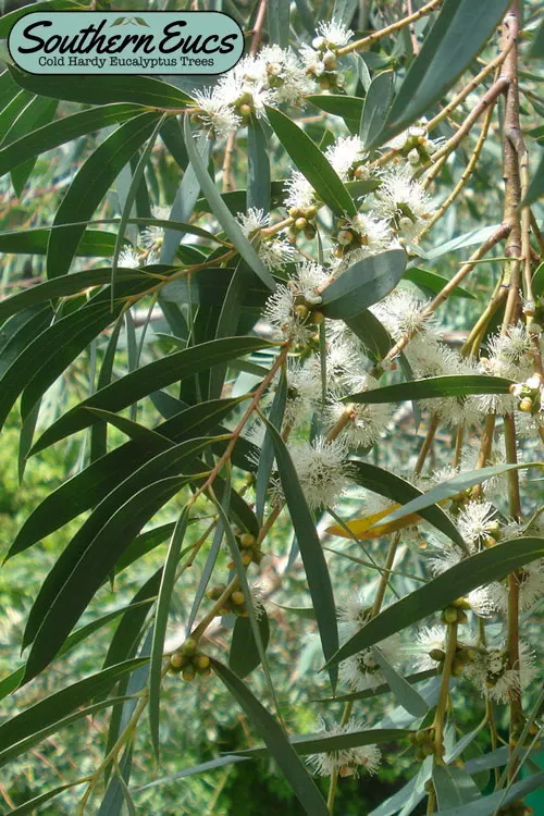 Funky Monkey Cold Hardy Eucalyptus Tree (Eucalyptus parvula) - 1 Gallon Pot