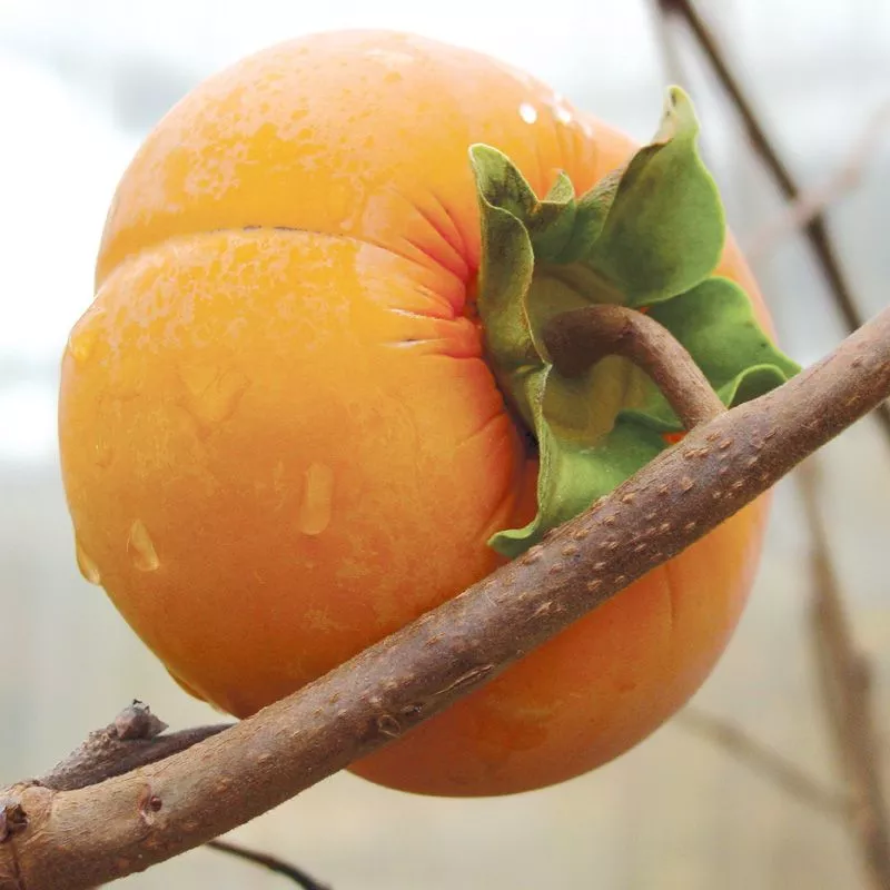 Fuyu Asian Persimmon Tree