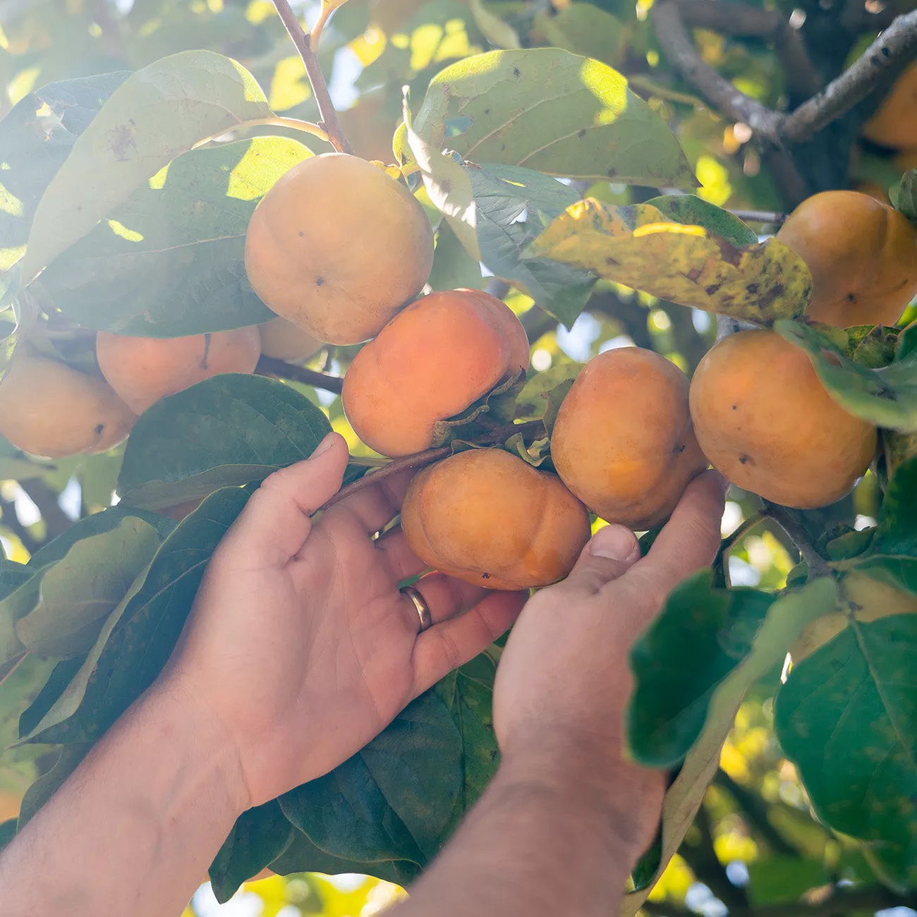 Fuyu Jiro Persimmon Tree – 2-3 ft