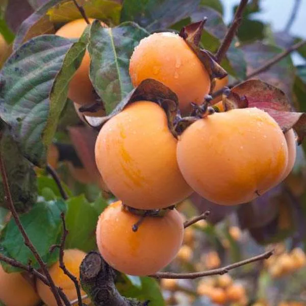 Fuyu Persimmon – 15 Gallon ( 4 – 5 ft. )