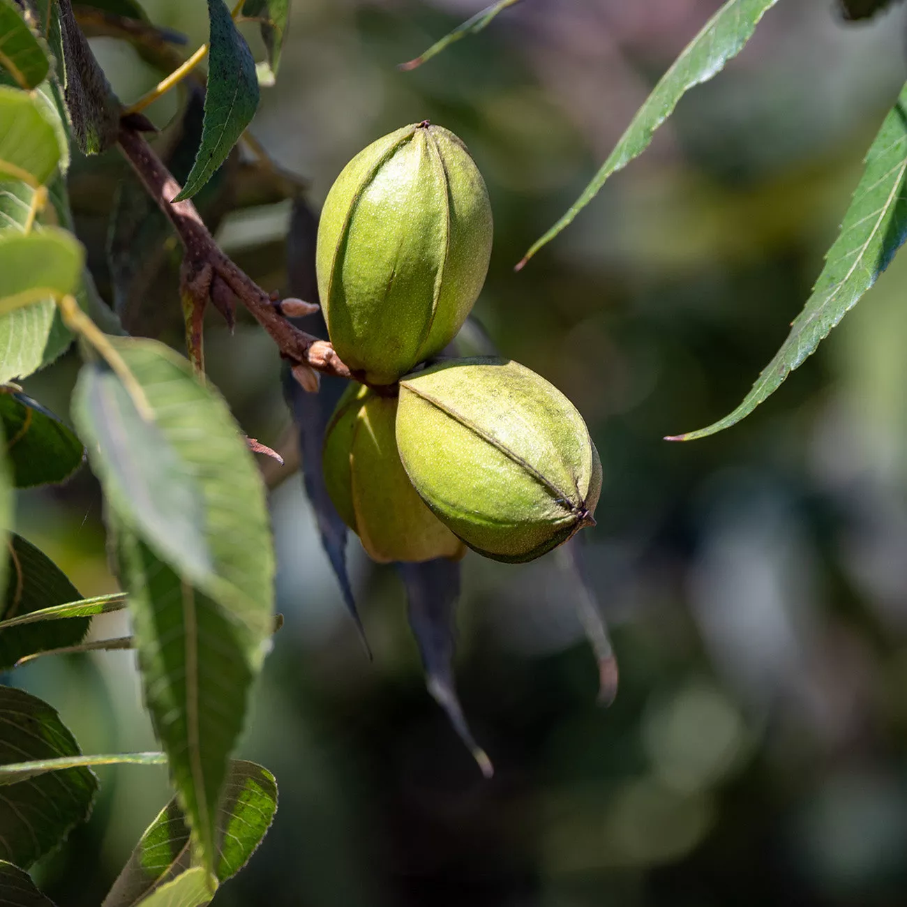 Gafford Pecan Tree | Type 1 Pollinator – 5 Gallon