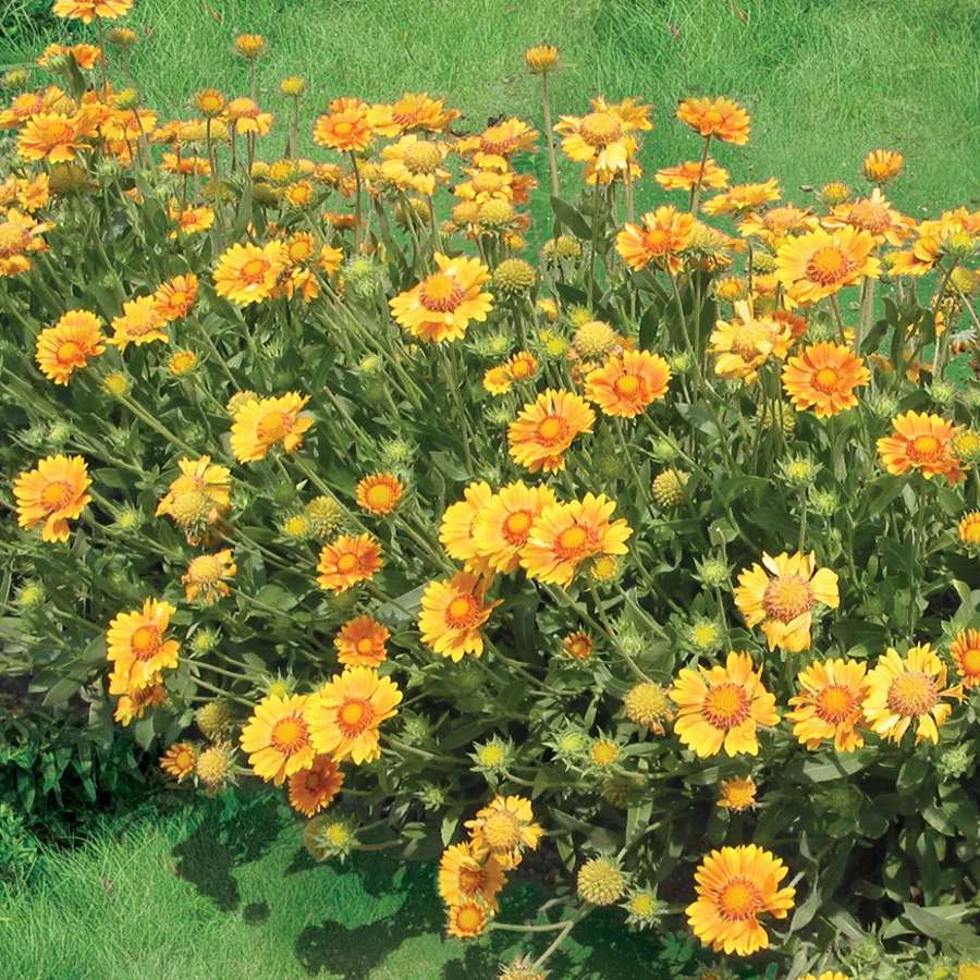 Gaillardia ‘Oranges & Lemons’