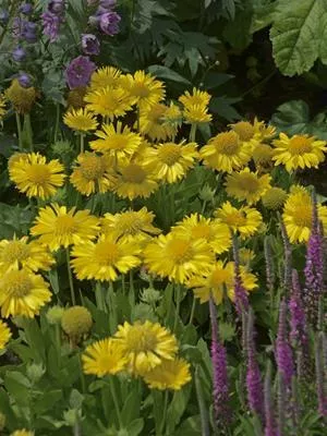 Gaillardia x grandiflora ‘Mesa Yellow’