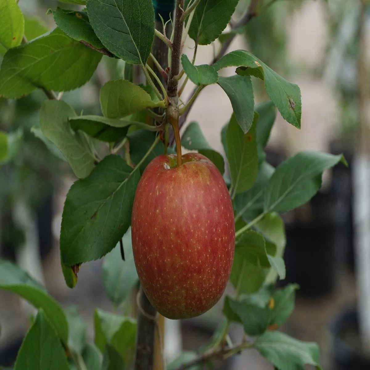 Gala Apple Dwarf Tree