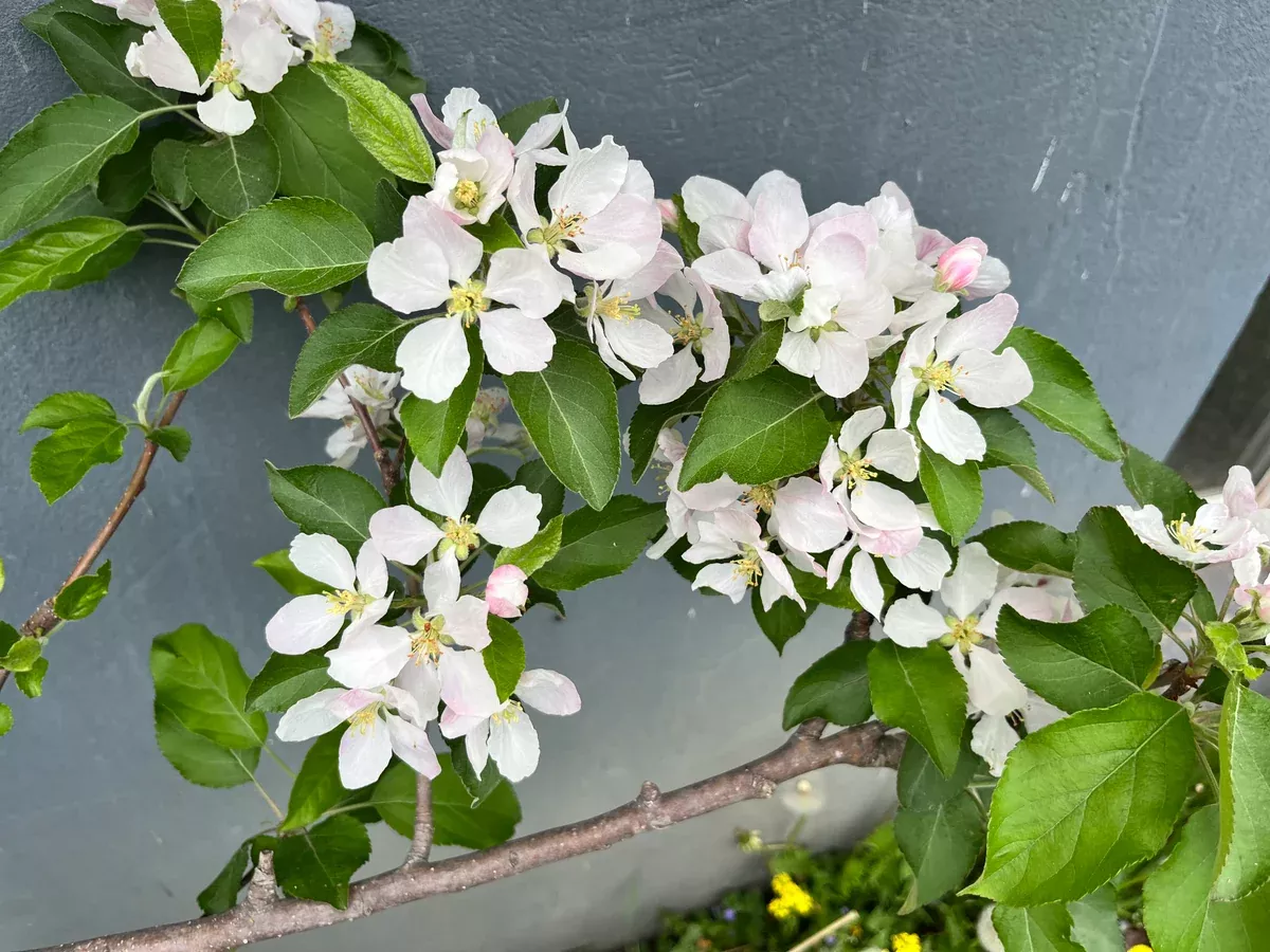 Galarina™Apple Tree