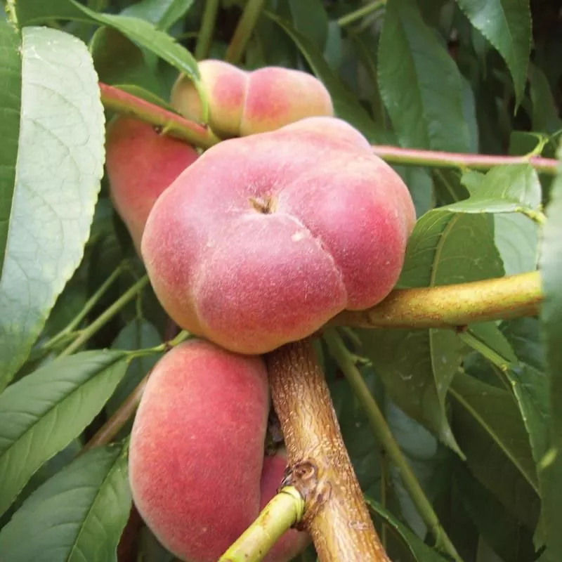 Galaxy Peach Tree