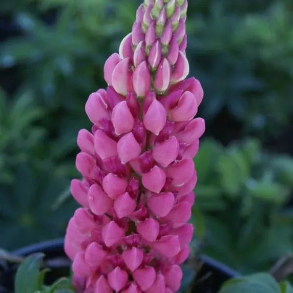 Gallery Pink Lupine